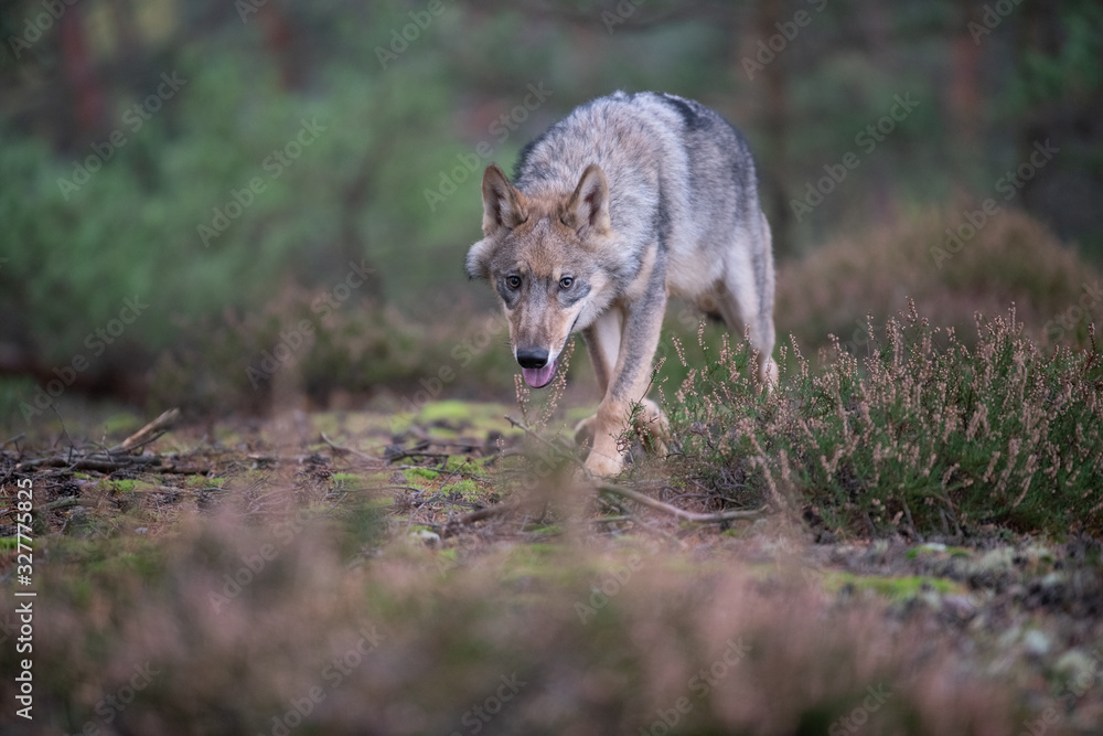 Lone wolf running in autumn forest Czech Republic Lone wolf running in autumn forest Czech Republic