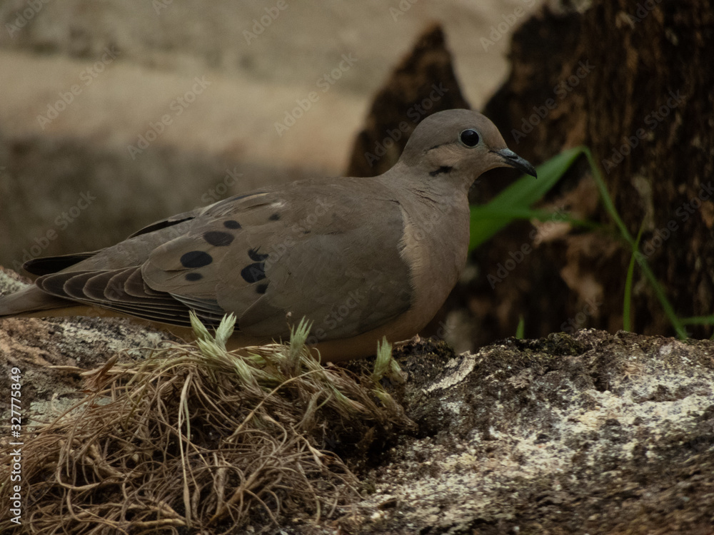 taking the day to photograph doves taking the day to photograph doves