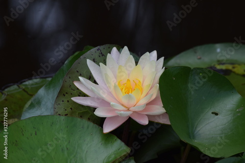 close up of water lily