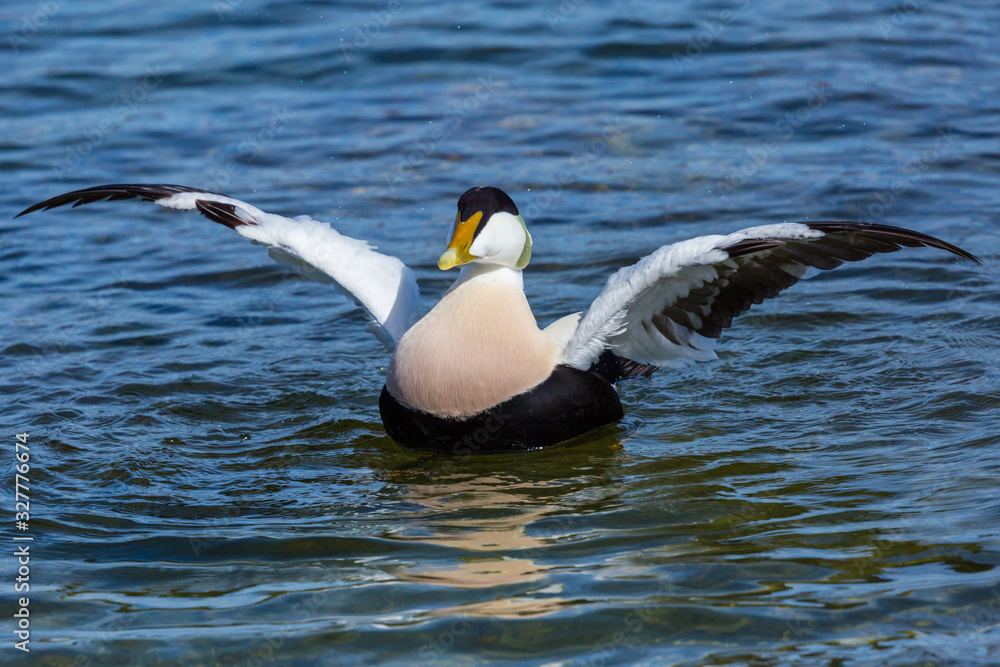 male eider duck (somateria mollissima) with spread wings in water