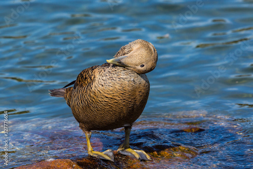 Photography close-up female eider duck (somateria mollissima) with head on plumage