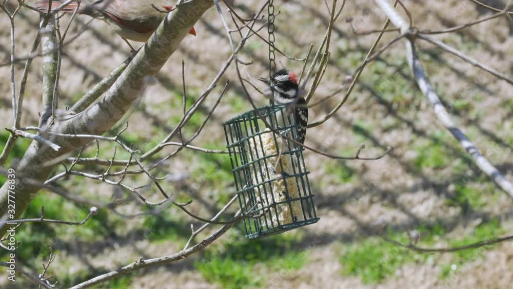 Female Northern Cardinal and a Downy Woodpecker share a suet bird-feeder during late-winter in South Carolina. Slow Motion. Clip C Female Northern Cardinal and a Downy Woodpecker share a suet bird-feeder during late-winter in South Carolina. Slow Motion. Clip C