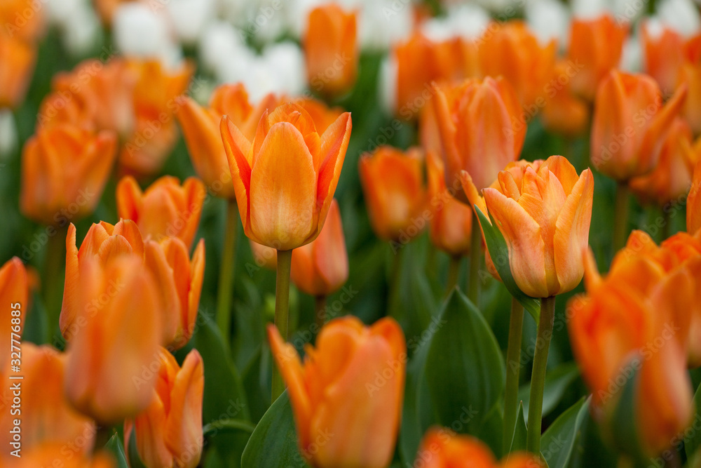 Obraz premium A plantation of blooming orange tulips close-up with white tulips on the background. Nature background with beautiful flowers