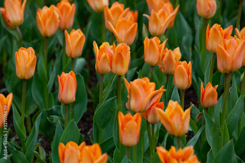 A plantation of blooming orange tulips close-up. Nature background with beautiful flowers