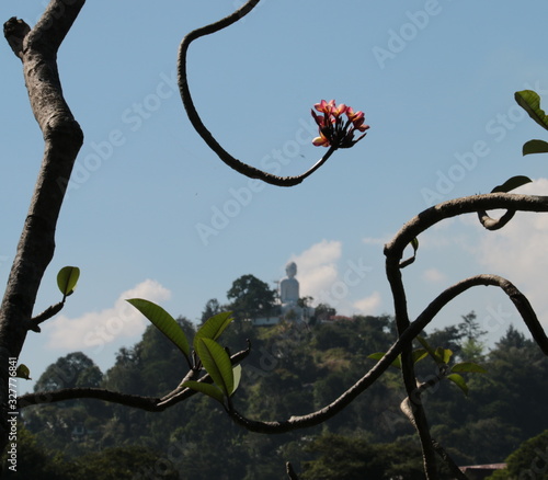 Flower with buddhist statue in background on top of hill