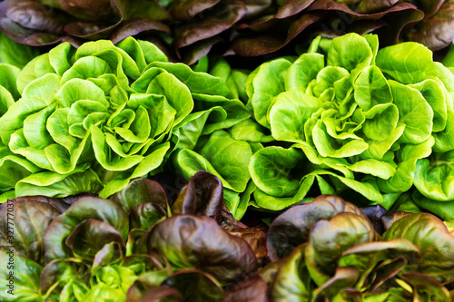 Fresh Green Healthy And Organic Salad In Vegetable Market. Macro photo