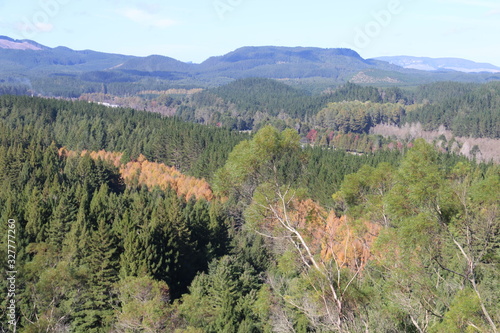 Aerial view of forest in autumn
