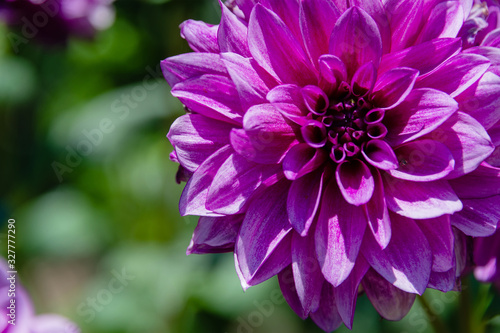 Violet aster flower on a blurred background