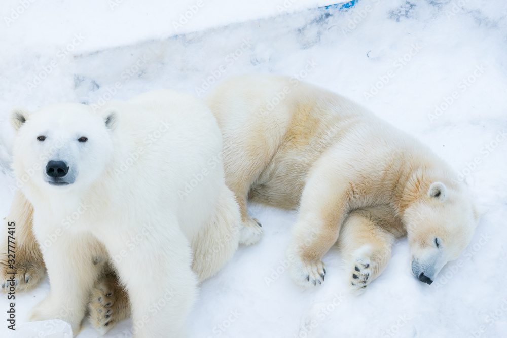 Funny polar bear. Polar bear sitting in a funny pose. white bear. Cute fluffy baby. Funny polar bear. Polar bear sitting in a funny pose. white bear. Cute fluffy baby.