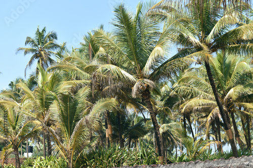 fresh green coconut trees on the side of the beach photo