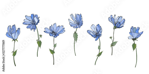 Set of blue flowers chicory on stem with green leaves. Isolated on white background. Hand drawn. For floral design, greeting card, invitations. Vector stock illustration.