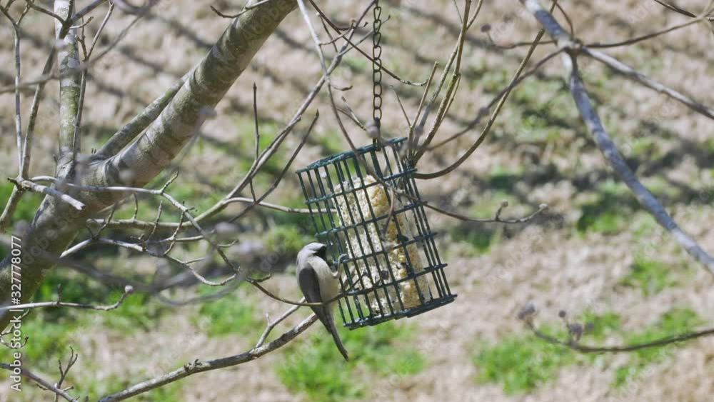 Carolina Chickadee at a suet bird-feeder during late-winter in South Carolina. Slow motion. Clip H Carolina Chickadee at a suet bird-feeder during late-winter in South Carolina. Slow motion. Clip H