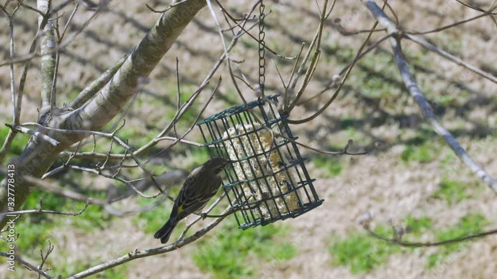 Carolina Chickadee at a suet bird-feeder during late-winter in South Carolina. Slow motion. Clip B Carolina Chickadee at a suet bird-feeder during late-winter in South Carolina. Slow motion. Clip B