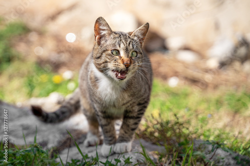 Beautiful cross-eyed cat frightened meows walking through the green grass. Street cat  village cat in the garden. Summer background and soft light