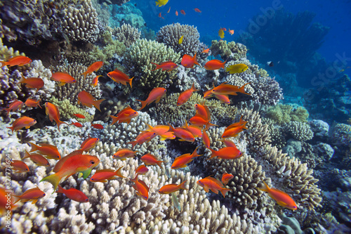 Species of coral are found on reefs in Southern Sinai