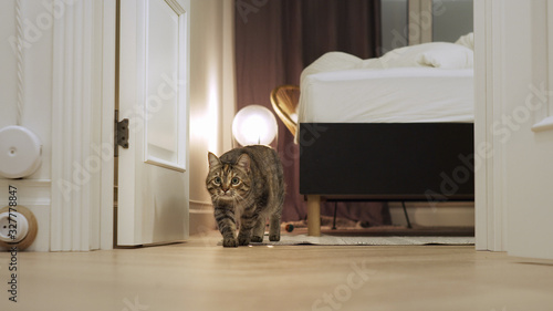 Photos Adorable cat with stupid funny muzzle sneaking and hunting at home