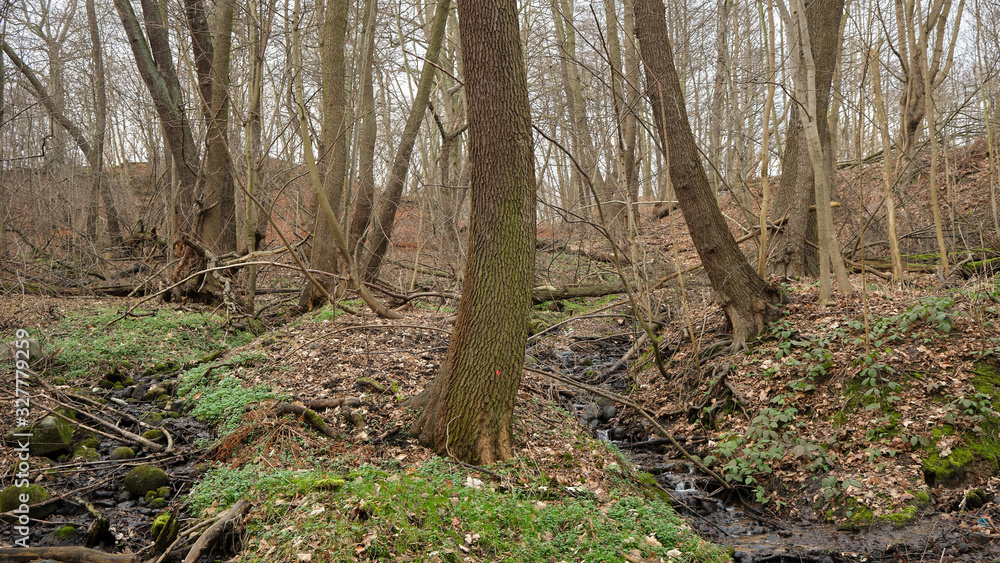 Trees next to a stream in atum. Trees next to a stream in atum.
