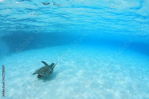 Hawksbill sea turtle photo