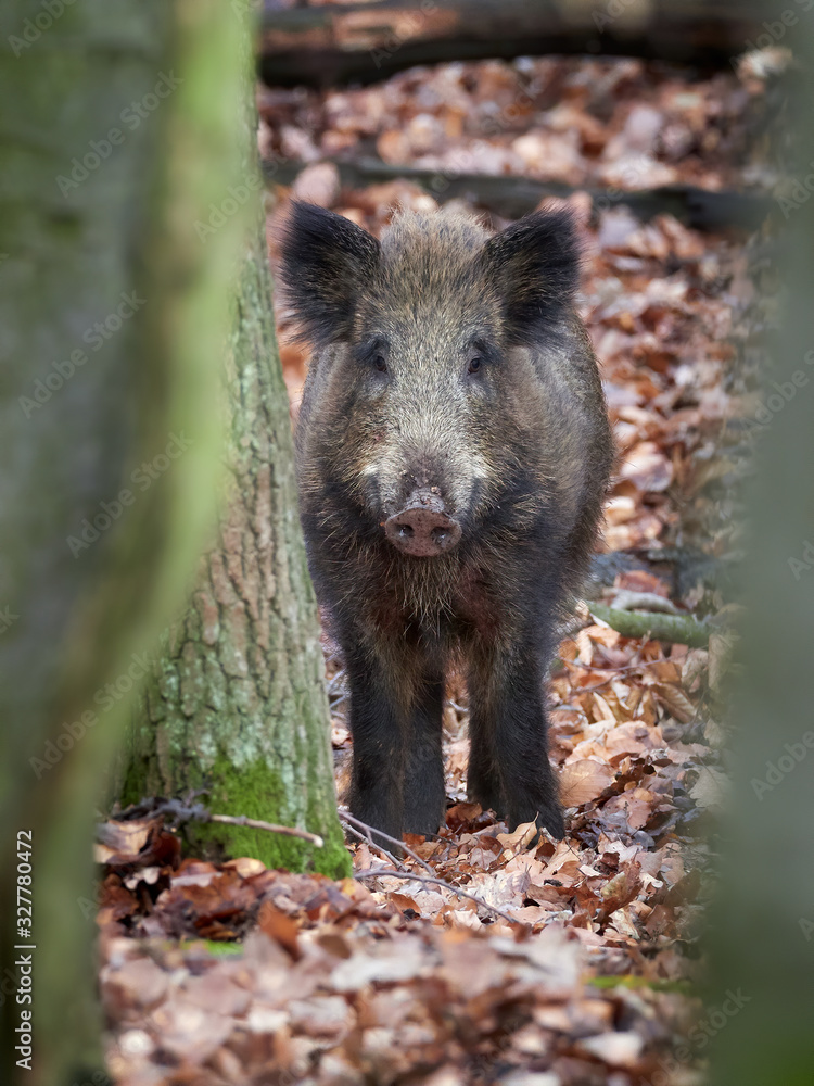 Alert wild boar, sus scrofa, standing fierceful on a forest in autumntime. View of dangerous aggressive mammal in wilderness. Concept of animal danger in nature. Alert wild boar, sus scrofa, standing fierceful on a forest in autumntime. View of dangerous aggressive mammal in wilderness. Concept of animal danger in nature.