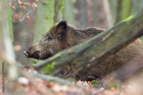 Alert wild boar, sus scrofa, standing fierceful on a forest in autumntime. View of dangerous aggressive mammal in wilderness. Concept of animal danger in nature. photo