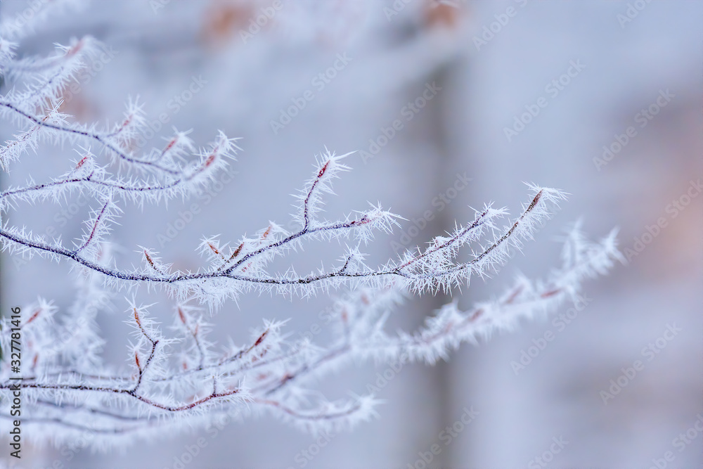 Tree branches beech in frosty hoarfrost Branch in white hoarfrost. Frost. Late fall. Winter. Prickle. Field grass in hoarfrost. Slovakia landscape.