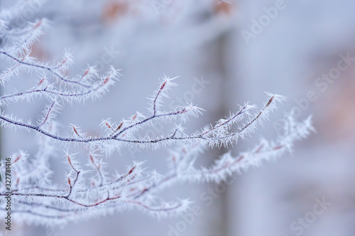 Tree branches beech in frosty hoarfrost Branch in white hoarfrost. Frost. Late fall. Winter. Prickle. Field grass in hoarfrost. Slovakia landscape. © Vlasto Opatovsky