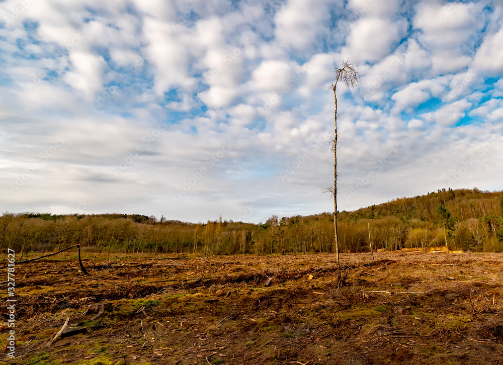 forest devastated by bark beetles in France forest devastated by bark beetles in France
