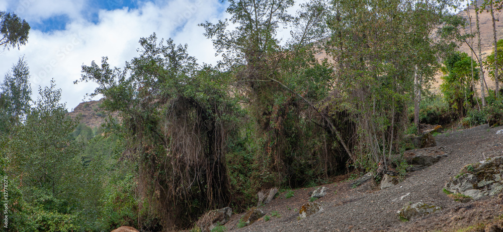 Forest. Eucalyptus trees Tantamayo. Peru. Andes. Huánuco Region, Huamalíes Province, Tantamayo District. Forest. Eucalyptus trees Tantamayo. Peru. Andes. Huánuco Region, Huamalíes Province, Tantamayo District.