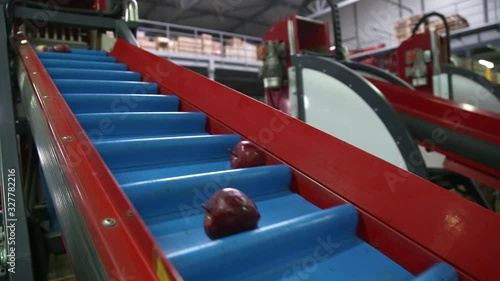 Clean and fresh apples on conveyor belt in food processing facility, ready for automated packing. Healthy fruits, food production and automated food industry concept.