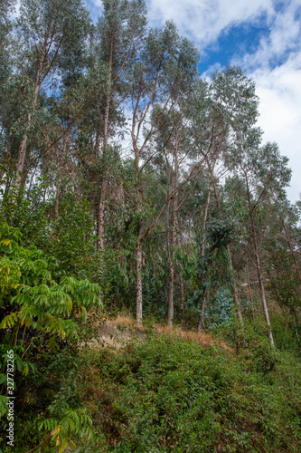 Forest. Eucalyptus trees Tantamayo. Peru. Andes. Huánuco Region, Huamalíes Province, Tantamayo District.