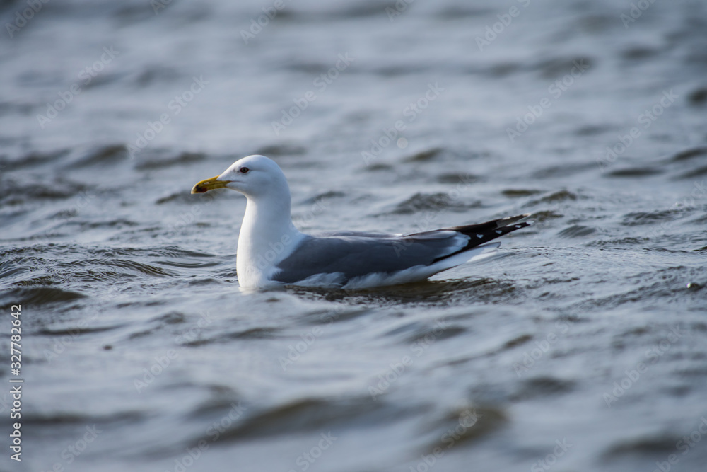 Fototapeta premium Caspian gull Larus cachinnans on river Volga