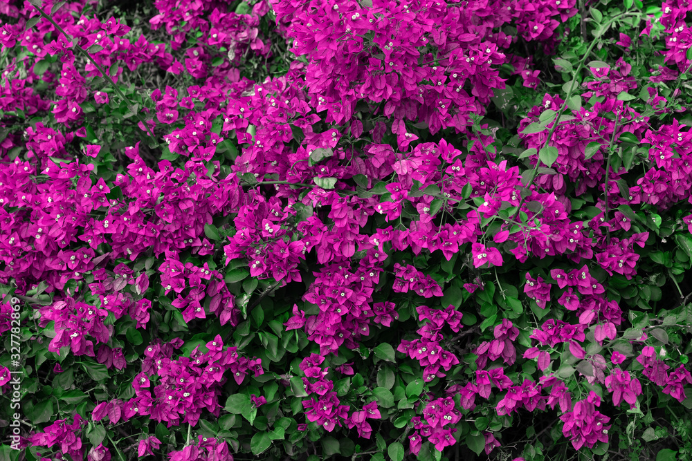 Blossoming beautiful pink Bougainvillea flowers with green leaves