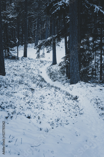 Scenic path in snow covered forest