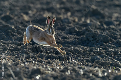 Obraz na plátně Brown European hare is running in the beautiful light on brown field,european wildlife, wild animal in the nature habitat, lepus europaeus