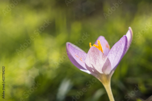 Violet crocus flower