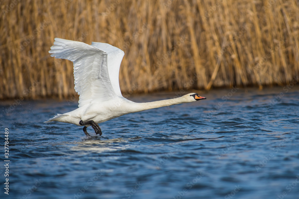 Fototapeta premium Mute swan on river Volga in spring