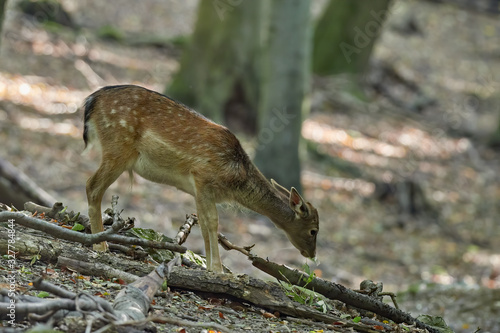 Fototapeta Naklejka Na Ścianę i Meble -  Young fallow deer calves (Cervus dama / Dama dama) in autumn forest.