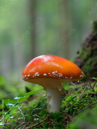 Amanita Muscaria, poisonous mushroom. Photo has been taken in the natural forest background, one spotted toadstools in the woods.