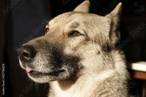 Siberian husky dog portrait at home. Pet.