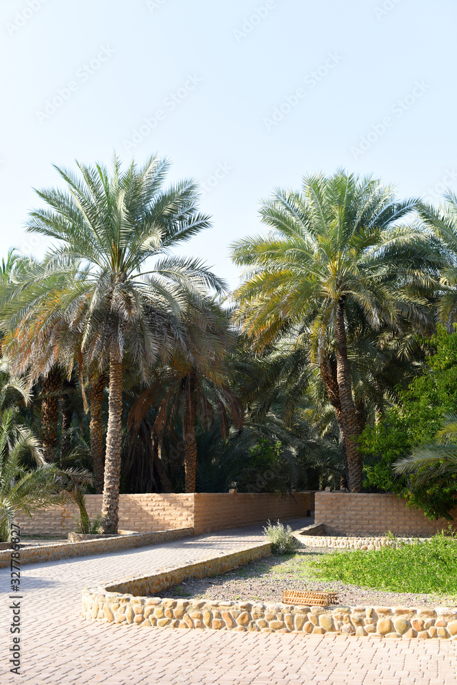 View of the UNESCO enlisted oasis with traditional water channels and various palms in Al Ain, United Arab Emirates.