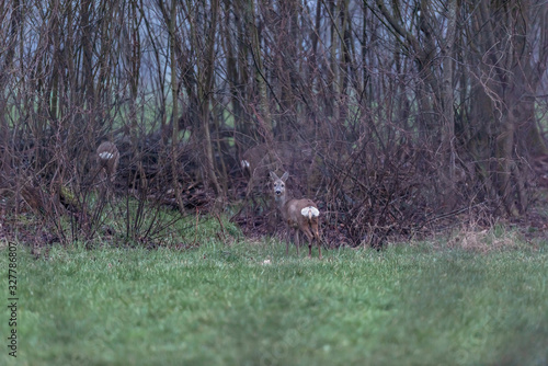 Alert roe deer in meadow near bushes.