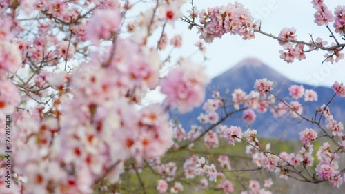 Sakura buds opened into beautiful flowers at the foot of Mount Fuji Cherry tree Delicate buds and petals of beautiful pink flowers on the background of the Volcano Shot URSA 4.6K