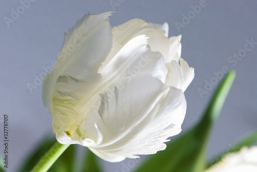 Fototapeta Naklejka Na Ścianę i Meble -  Close up white beautiful tulip with green leaves and .with transparent petals and thin fancy fine structure on grey background is suitable for cheap postcards by March 8 for undemanding customers