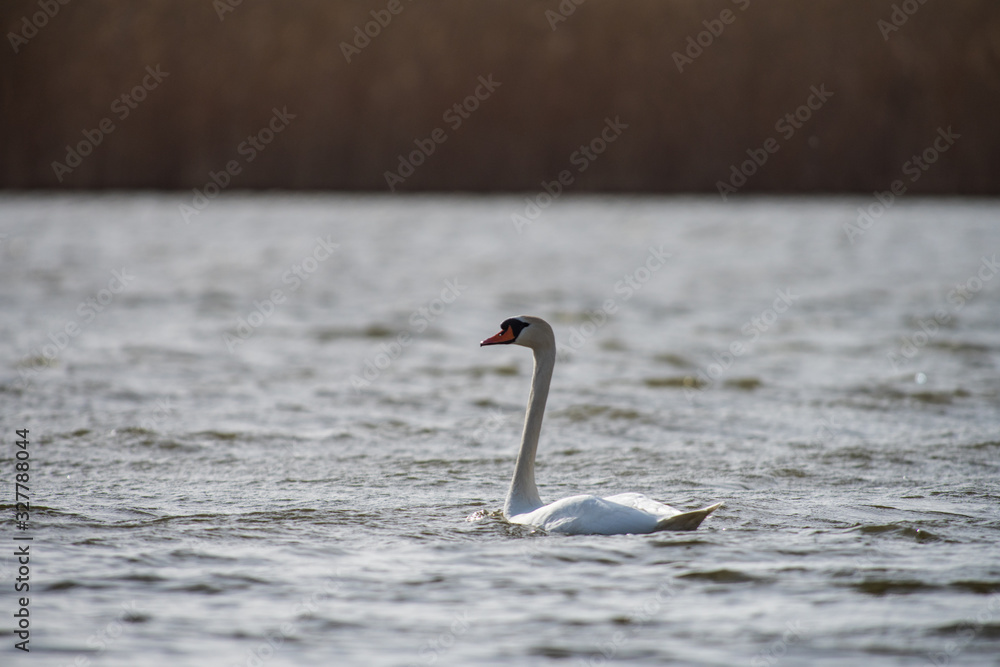 Fototapeta premium Mute swan on river Volga in spring