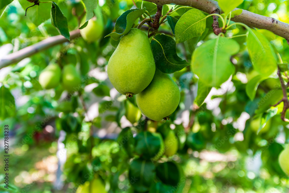 Unripe green pears hang on a tree among the leaves on a bright Sunny day Unripe green pears hang on a tree among the leaves on a bright Sunny day