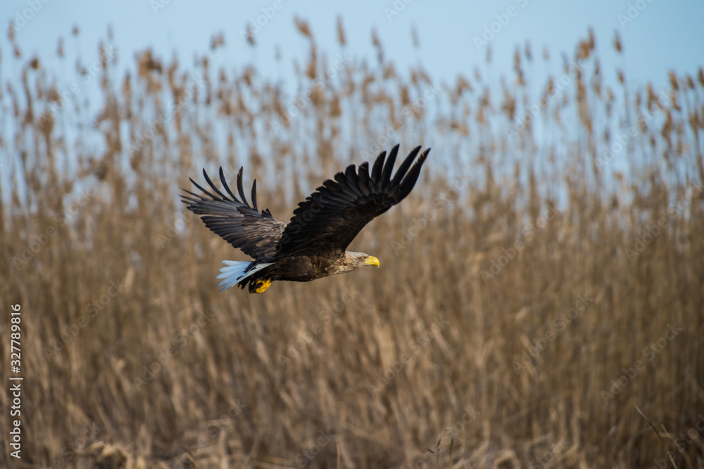 Obraz premium White-tailed eagle in spring morning