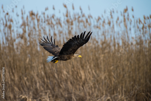 White-tailed eagle in spring morning
