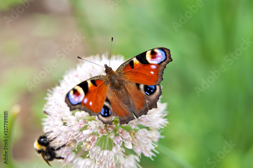 A butterfly peacock and bumblebee sits on a flower of onions on a brown background.