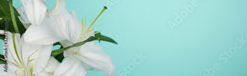 white lilies with green leaves isolated on turquoise  panoramic shot