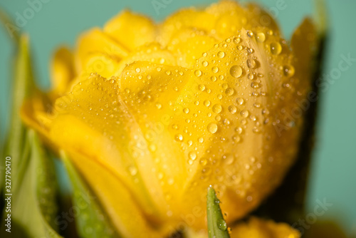 close up view of fresh yellow tulip with water drops